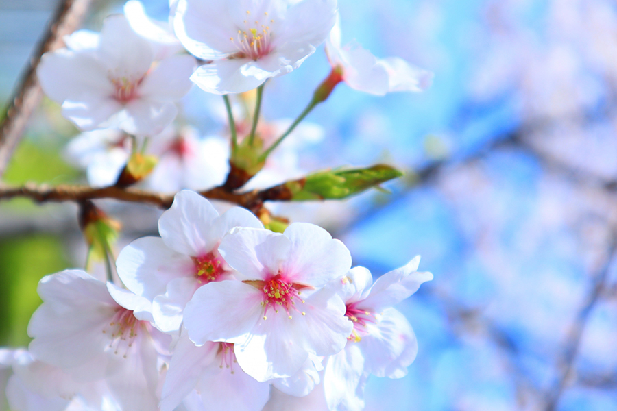 臼杵城跡桜まつり